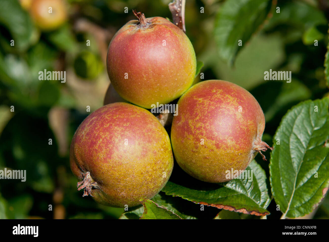 Cultivated Apple (Malus domestica) 'D'Arcy Spice', close-up of fruit, growing in orchard, Norfolk, England, august Stock Photo