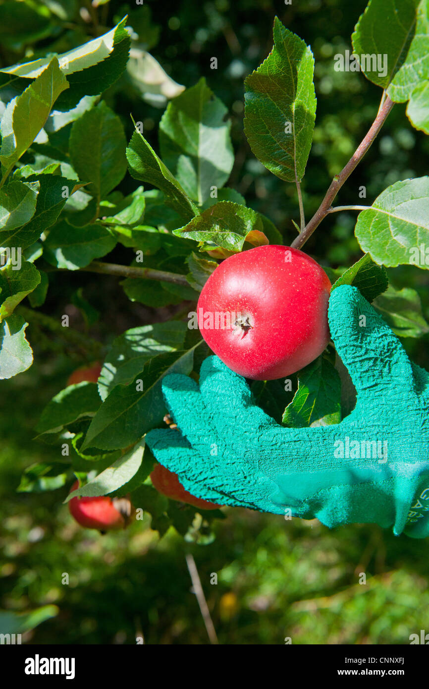 Cultivated Apple Malus domestica 'Discovery' close-up fruit growing in orchard being hand picked Norfolk England august Stock Photo