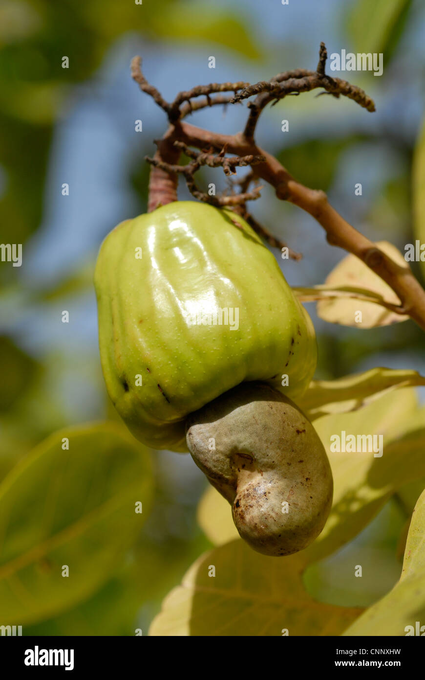 West africa nuts nut hires stock photography and images Alamy
