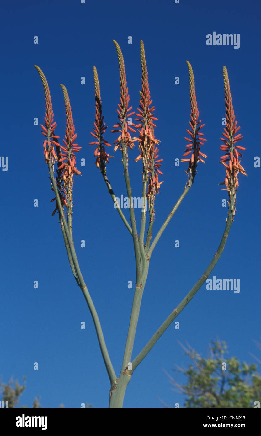 Aloe littoralis aloe littoralis hi-res stock photography and images - Alamy