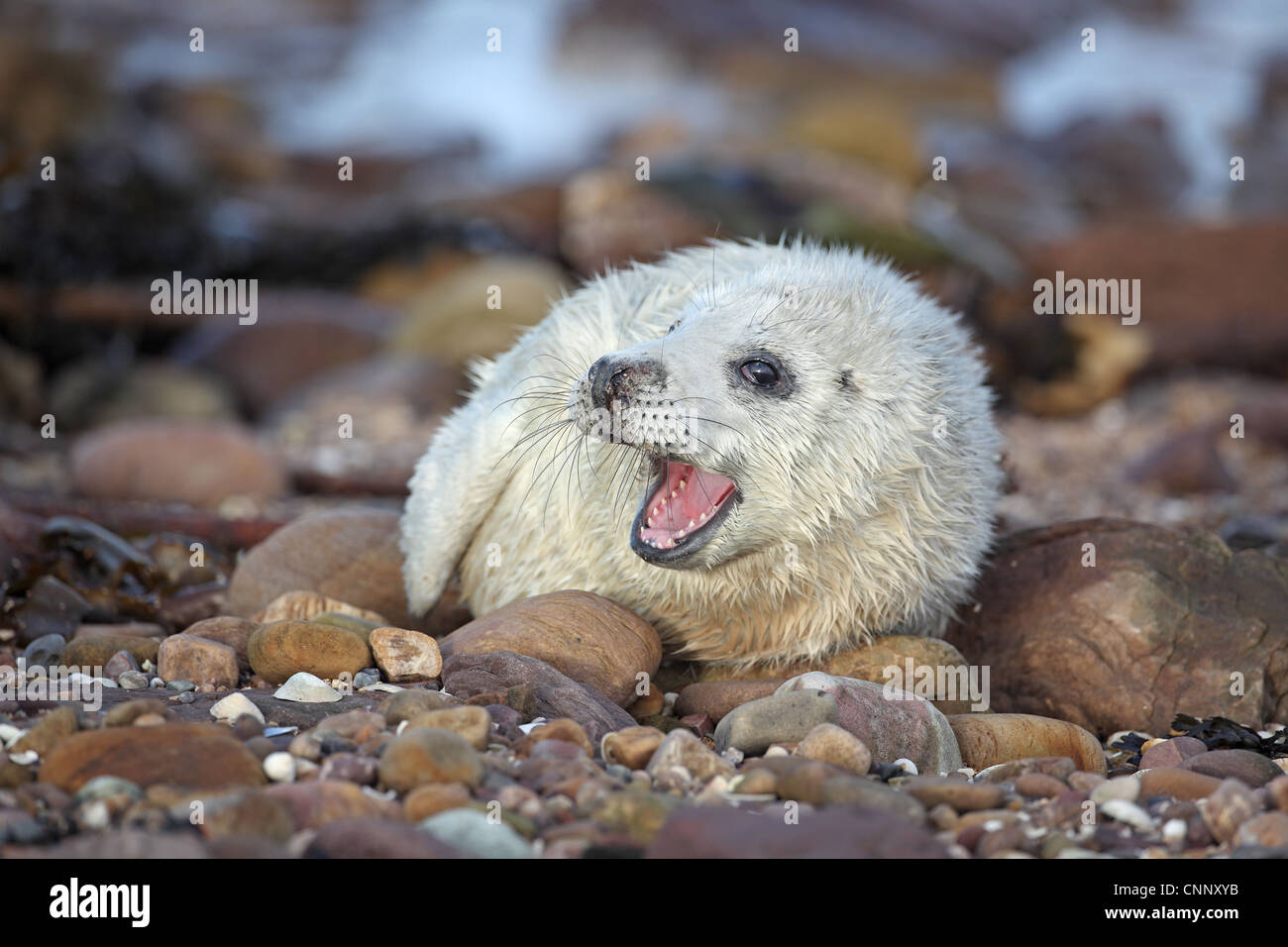 Grey Seal, Halichoerus grypus, young pup Stock Photo