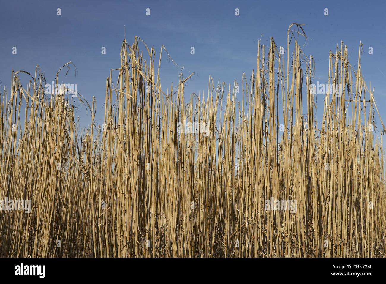 Elephant Grass (Miscanthus x giganteus) bio-fuel crop, Shropshire, England Stock Photo