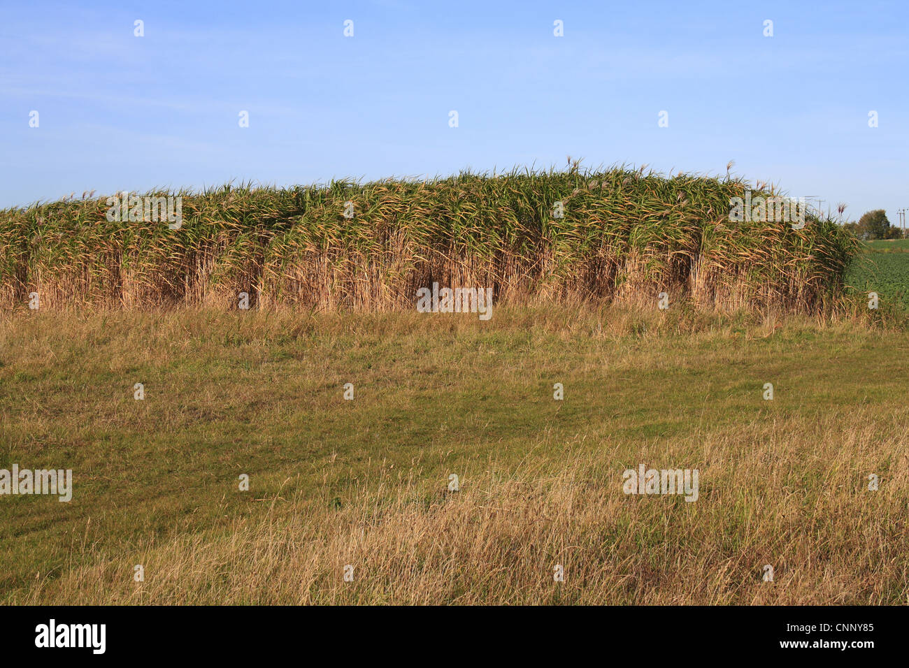 Elephant Grass (Miscanthus x giganteus) grown as gamecover crop at edge of field, Suffolk, England, october Stock Photo