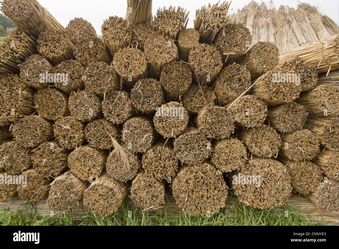 Reed cutting, bundles of cut reed in reedcutters yard, Hortobagy N.P., Great Plain, Eastern