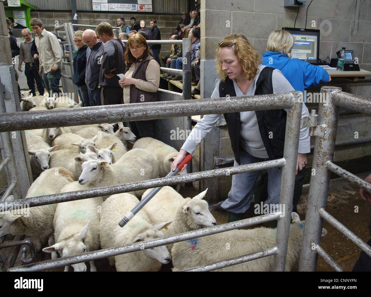 Sheep farming woman reading electronic ear tags in sheep flock at