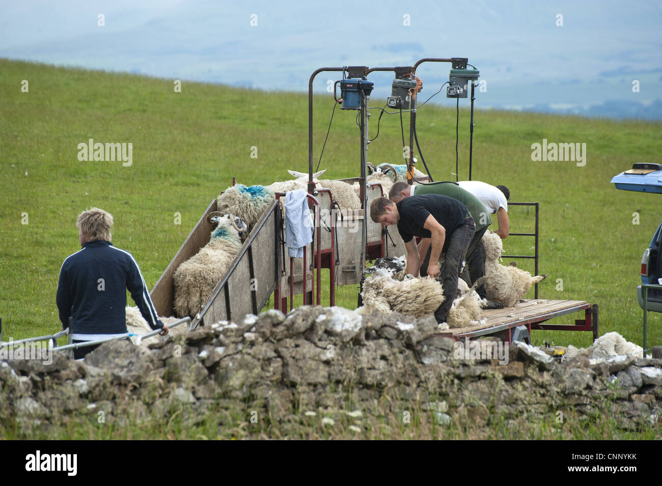Shearing sheep using mobile shearing unit, Dufton, Cumbria, England