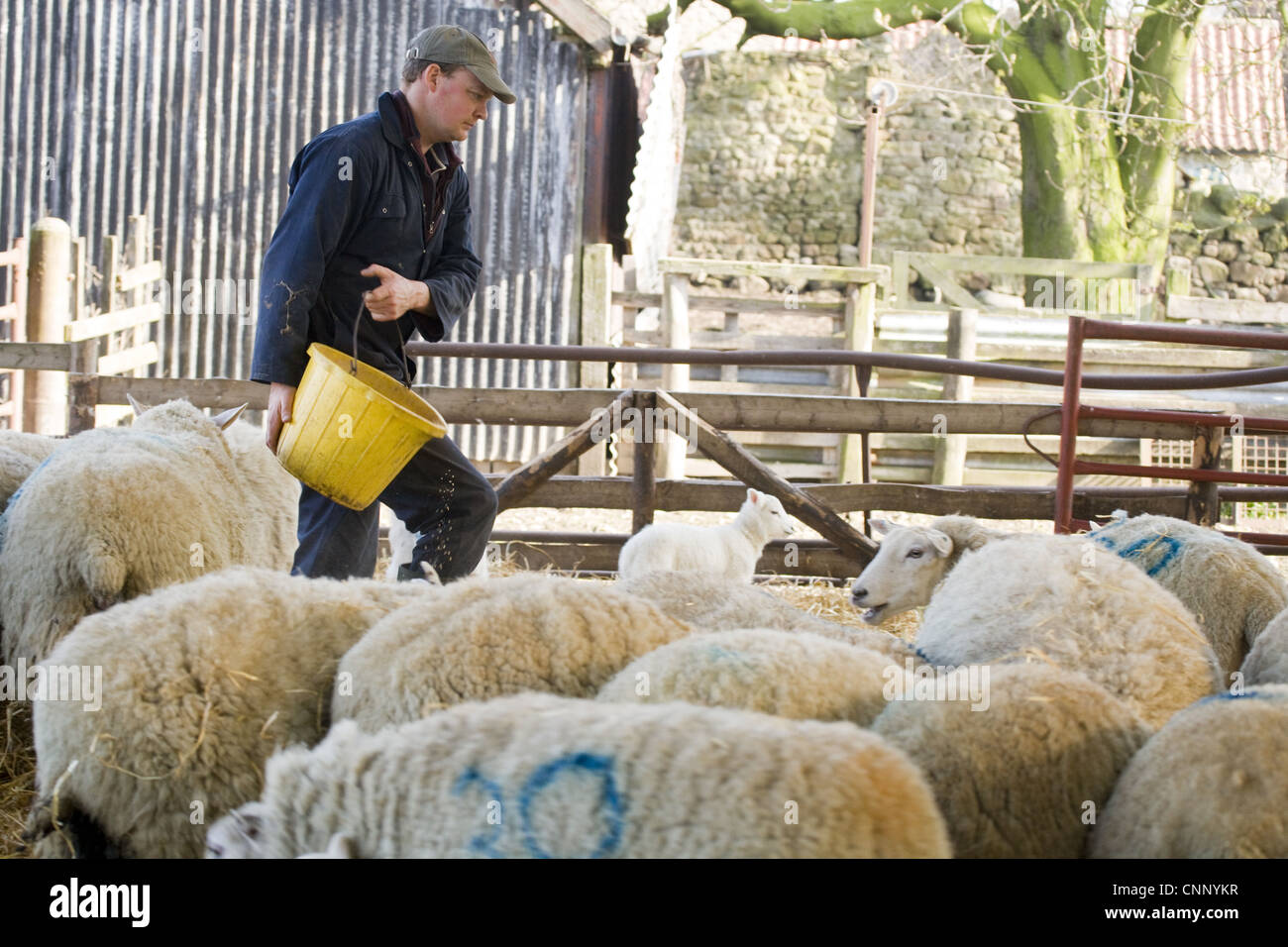 Sheep farming, farmer with bucket, feeding ewes with lambs in housing