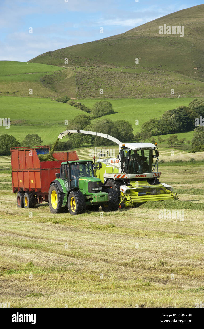 Forage harvesting grass for silage, forage harvester cutting grass and