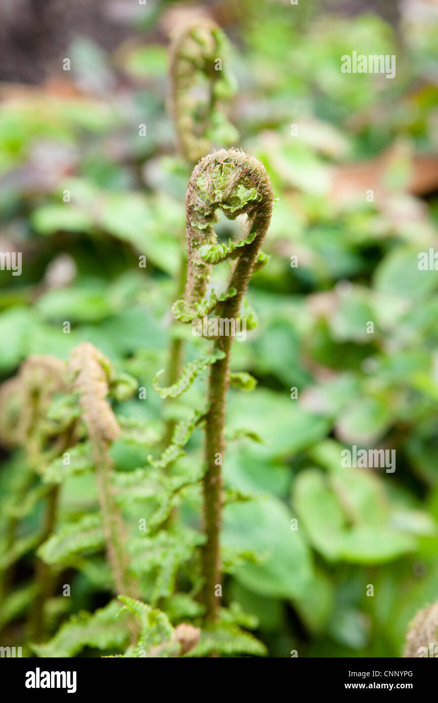 Dryopteris filixmas Male Fern or Male Fern Stock Photo Alamy