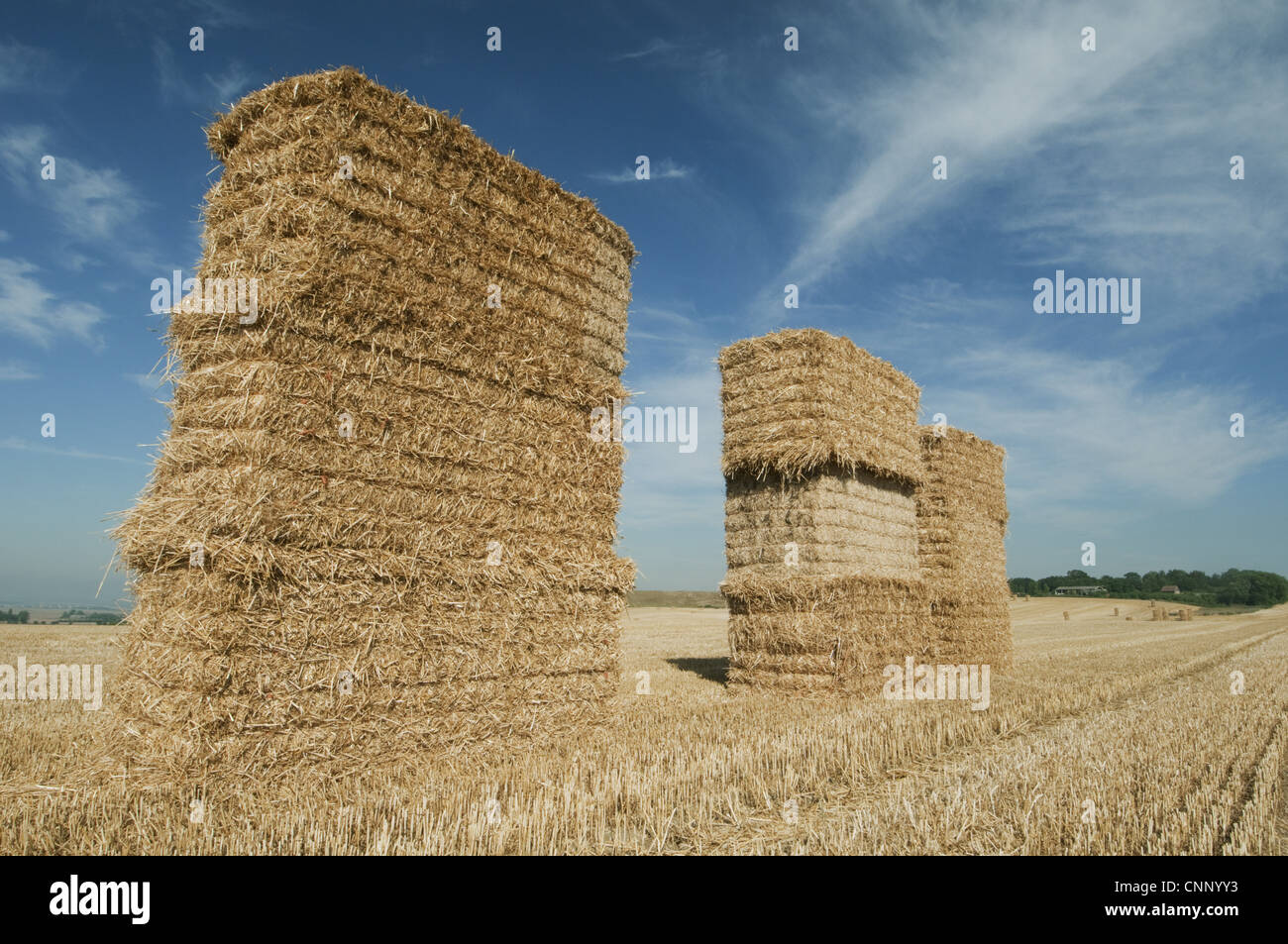 Big bales of straw in stubble field, Isle of Sheppey, Kent, England