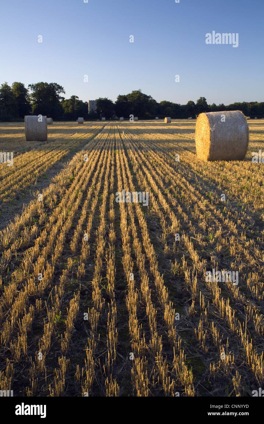 Big round straw bales in stubble field, in evening sunlight, Freston