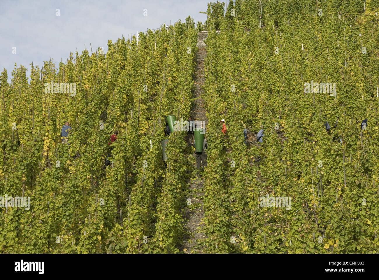 View of vineyard on wine estate, rows of grape vines being harvested by workers, Bernkastel, Rhineland-Palatinate, Germany Stock Photo
