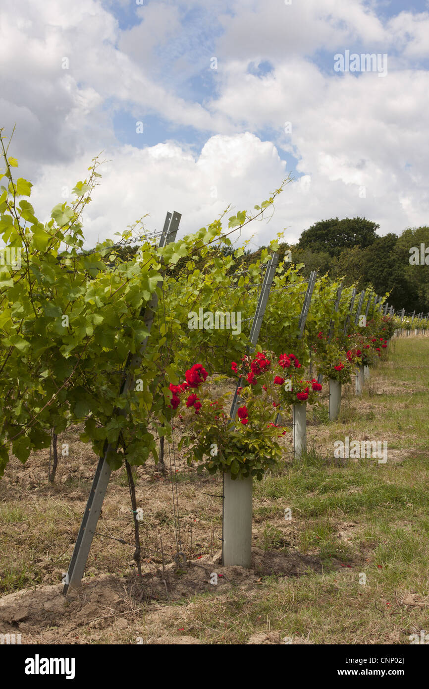 Vineyard with grape vines and roses planted at end of rows, near