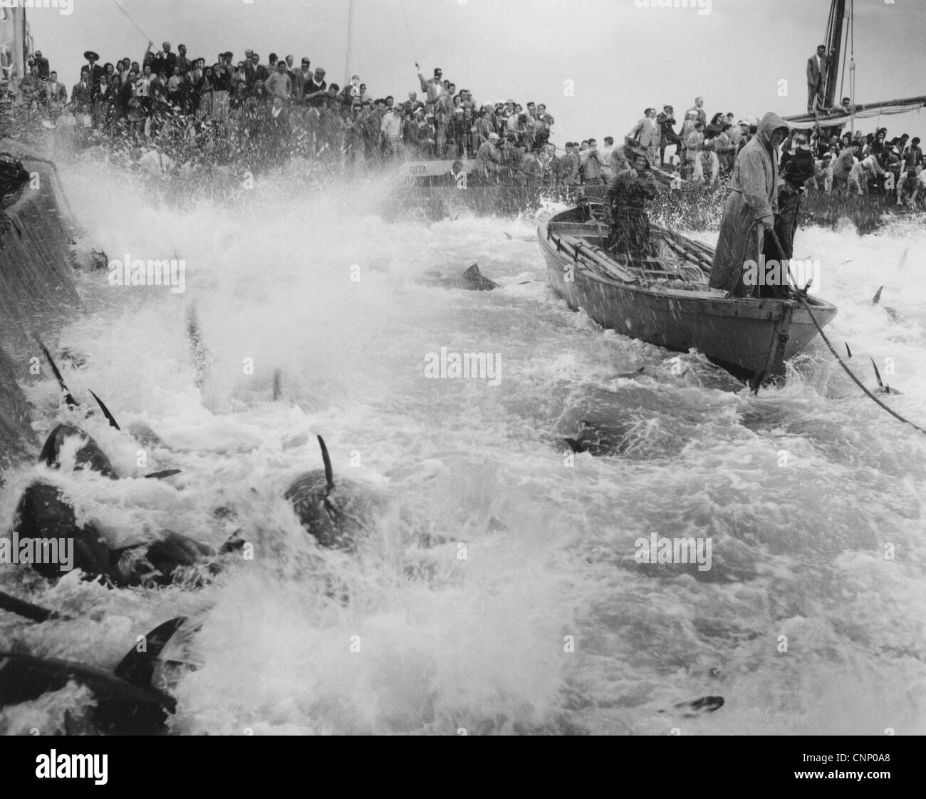 'Mattanza' tuna fishing, Sicily, Italy, 1958 (Kurt Drost) Stock Photo