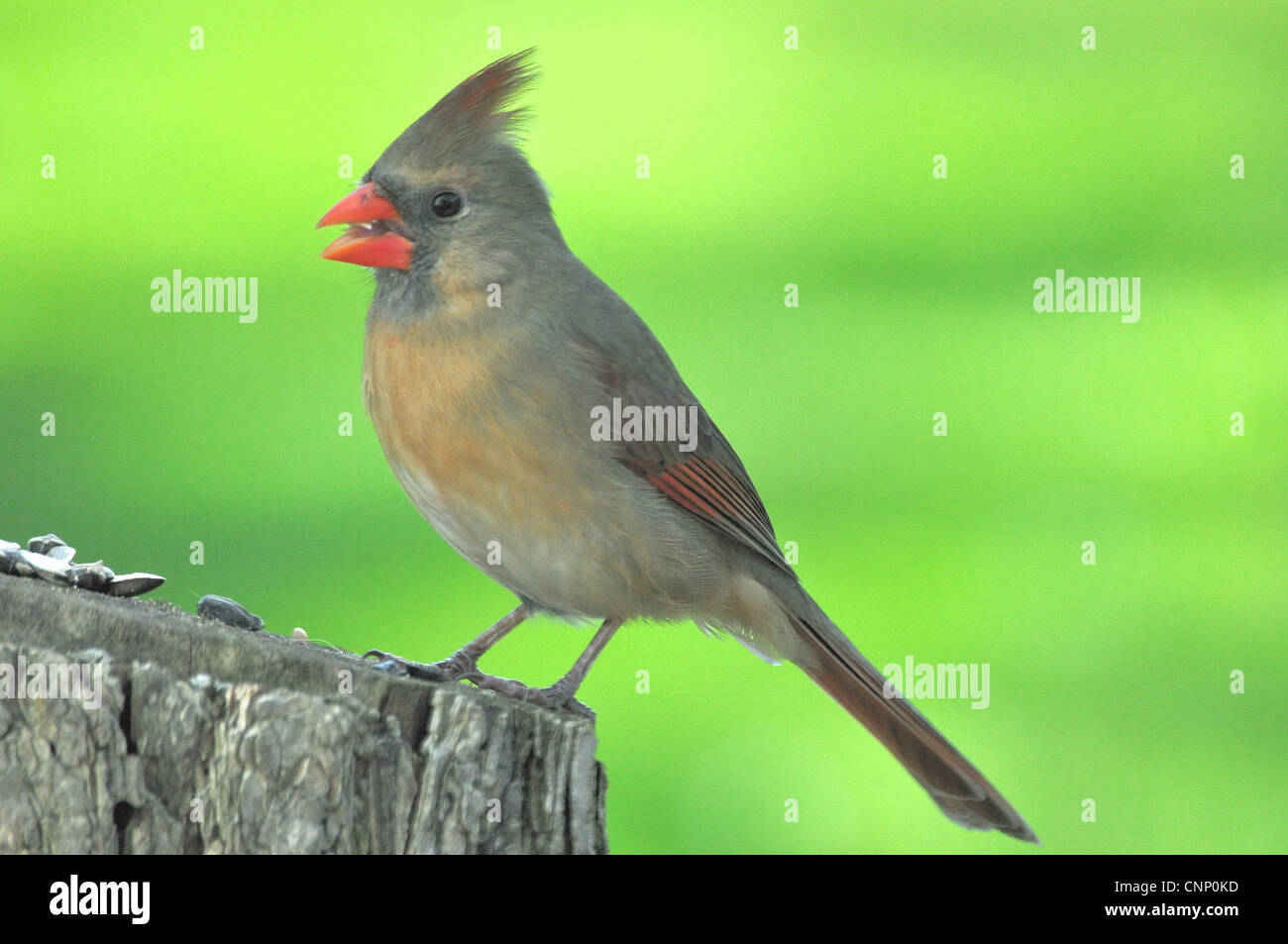 Northern Cardinal,Female,Eating A Sunflower Seed Stock Photo Alamy