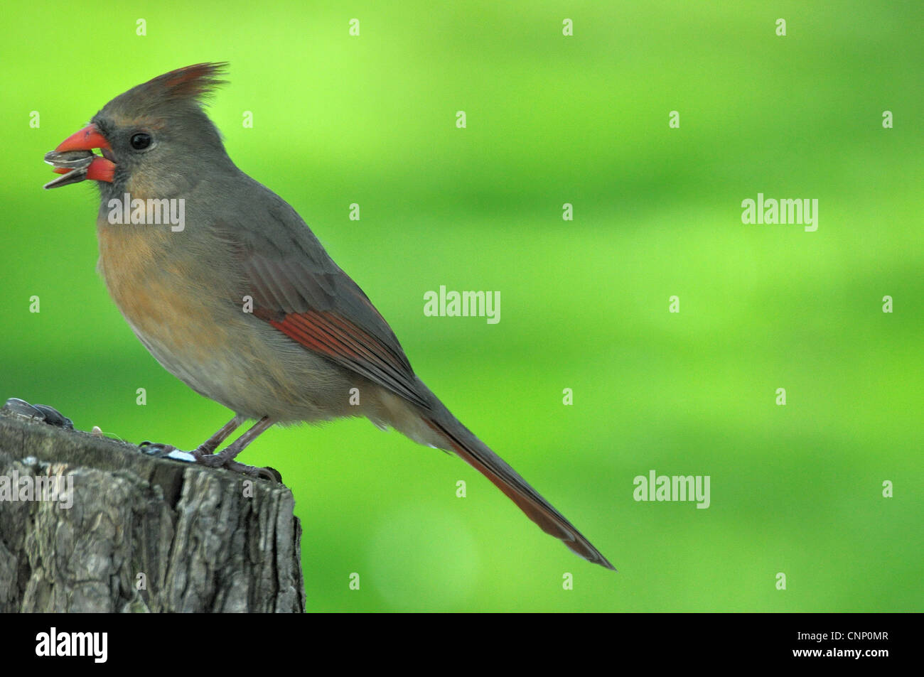 Northern Cardinal,Female,Eating Sunflower Seed Stock Photo Alamy