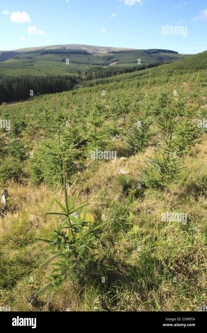 Mixed-age Sitka Spruce (Picea sitchensis) plantation, Hafren Forest, Powys, Wales, october Stock Photo
