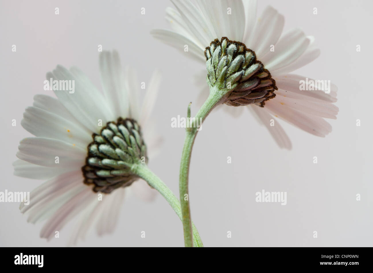 Two marguerite flowers facing away Stock Photo Alamy