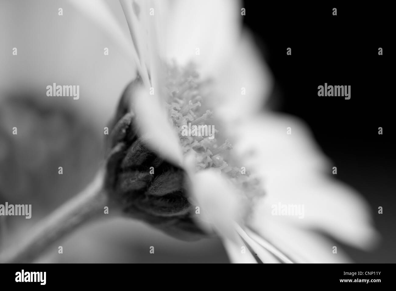 Black and white photograph of a daisy Stock Photo - Alamy