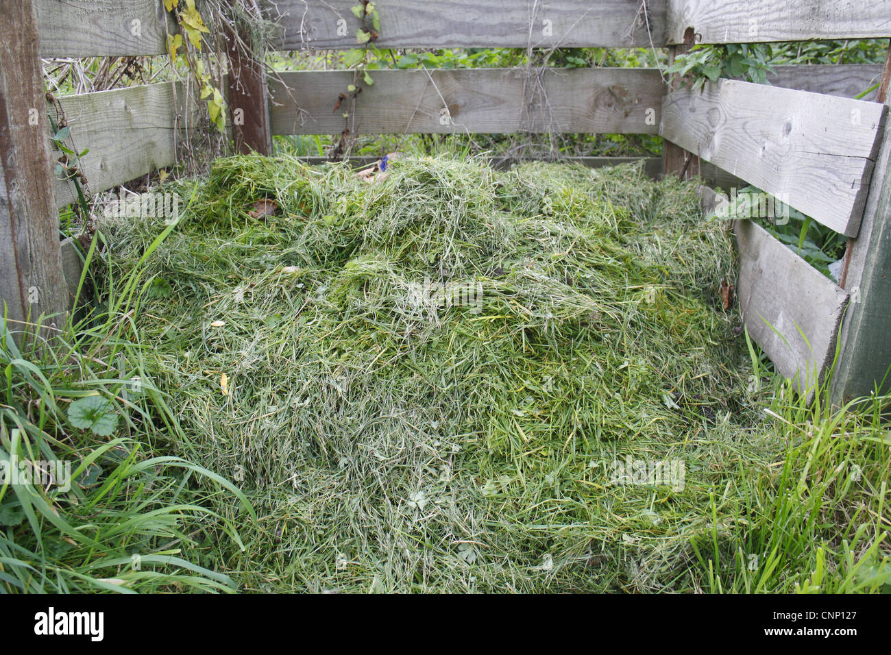 Grass cuttings on garden compost heap, Suffolk, England, october Stock Photo