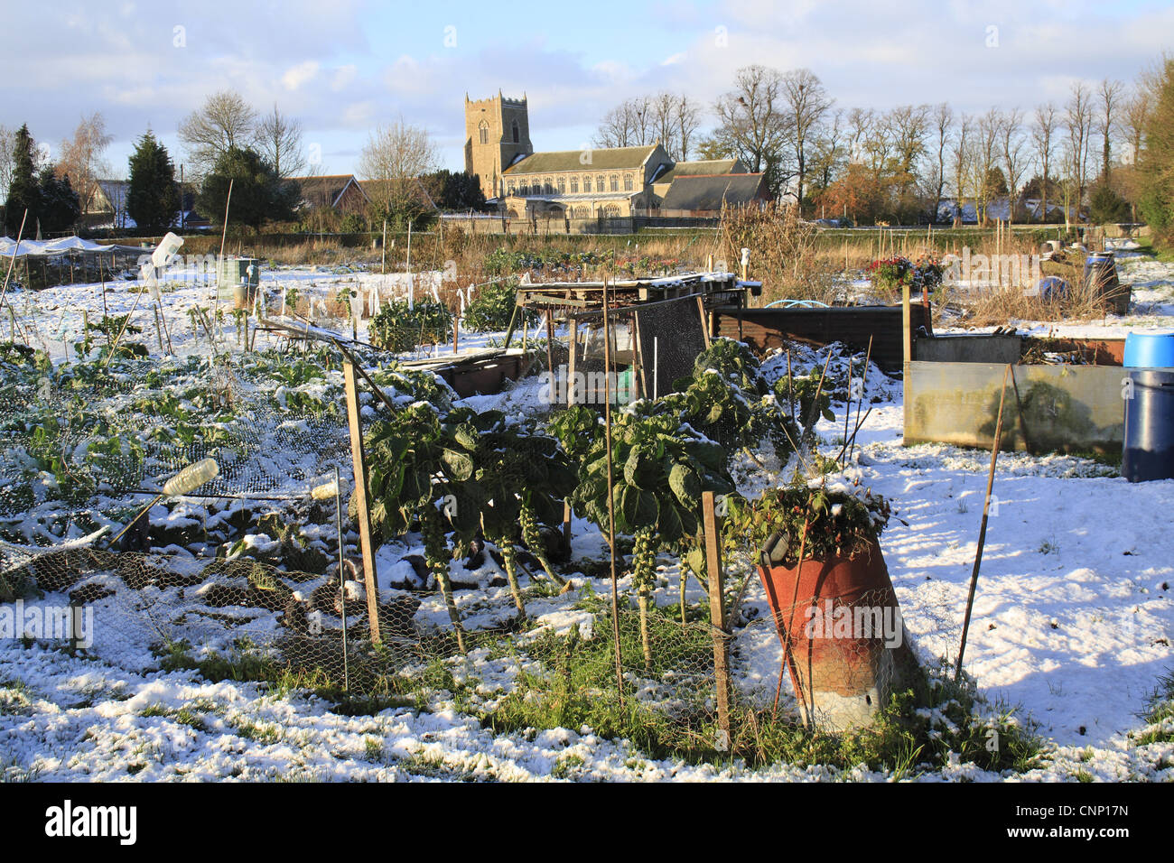 Snow covered village allotments Brussels Sprout Brassica oleracea crop church background St Mary's Church Bacton Suffolk Stock Photo