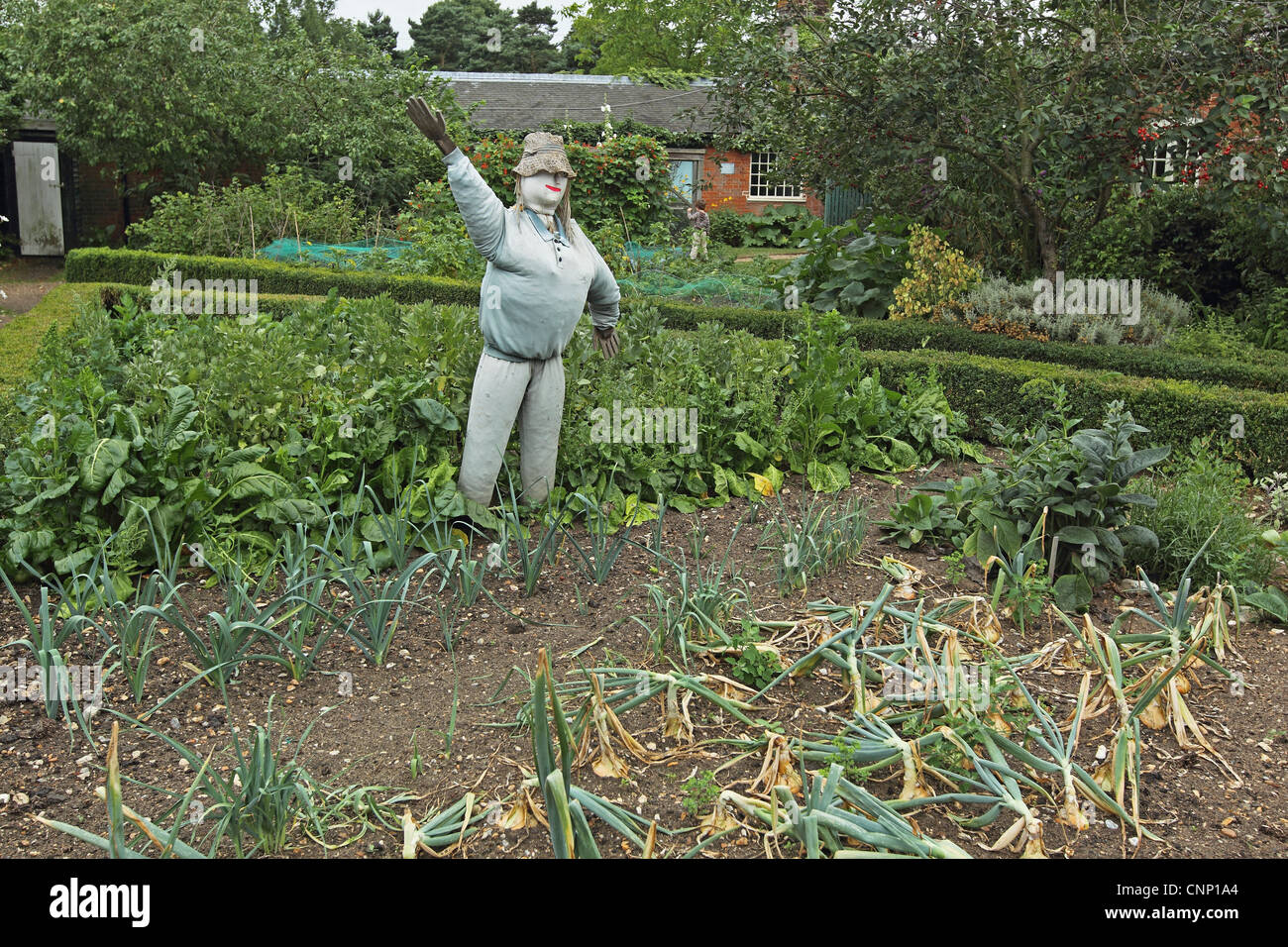 Scarecrow in garden vegetable plot, Gressenhall, Norfolk, England, july Stock Photo