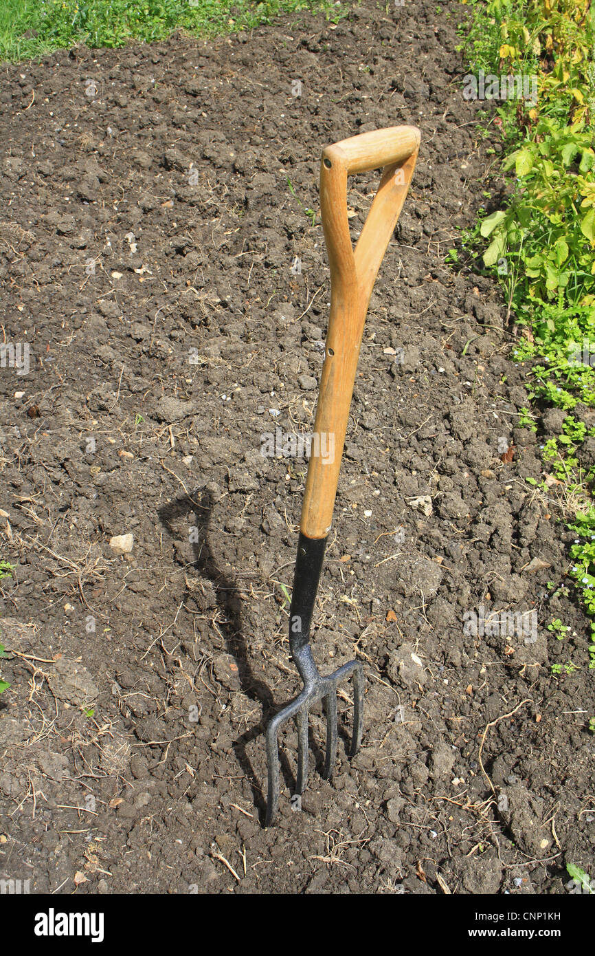 Garden fork in dug soil on allotment, Suffolk, England, august Stock