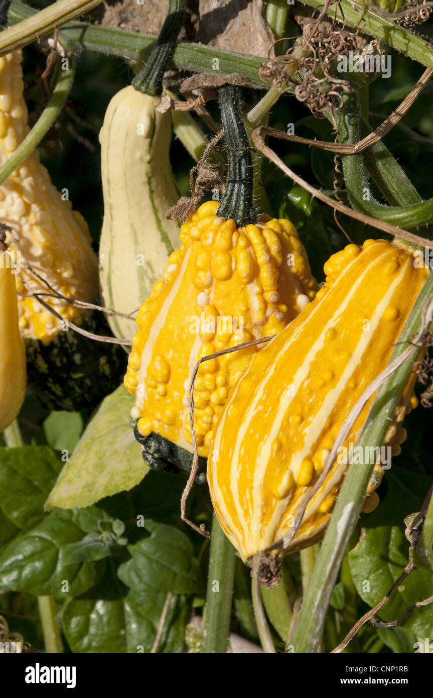 Yellow gourds growing in allotment garden, Norfolk, England, october Stock Photo
