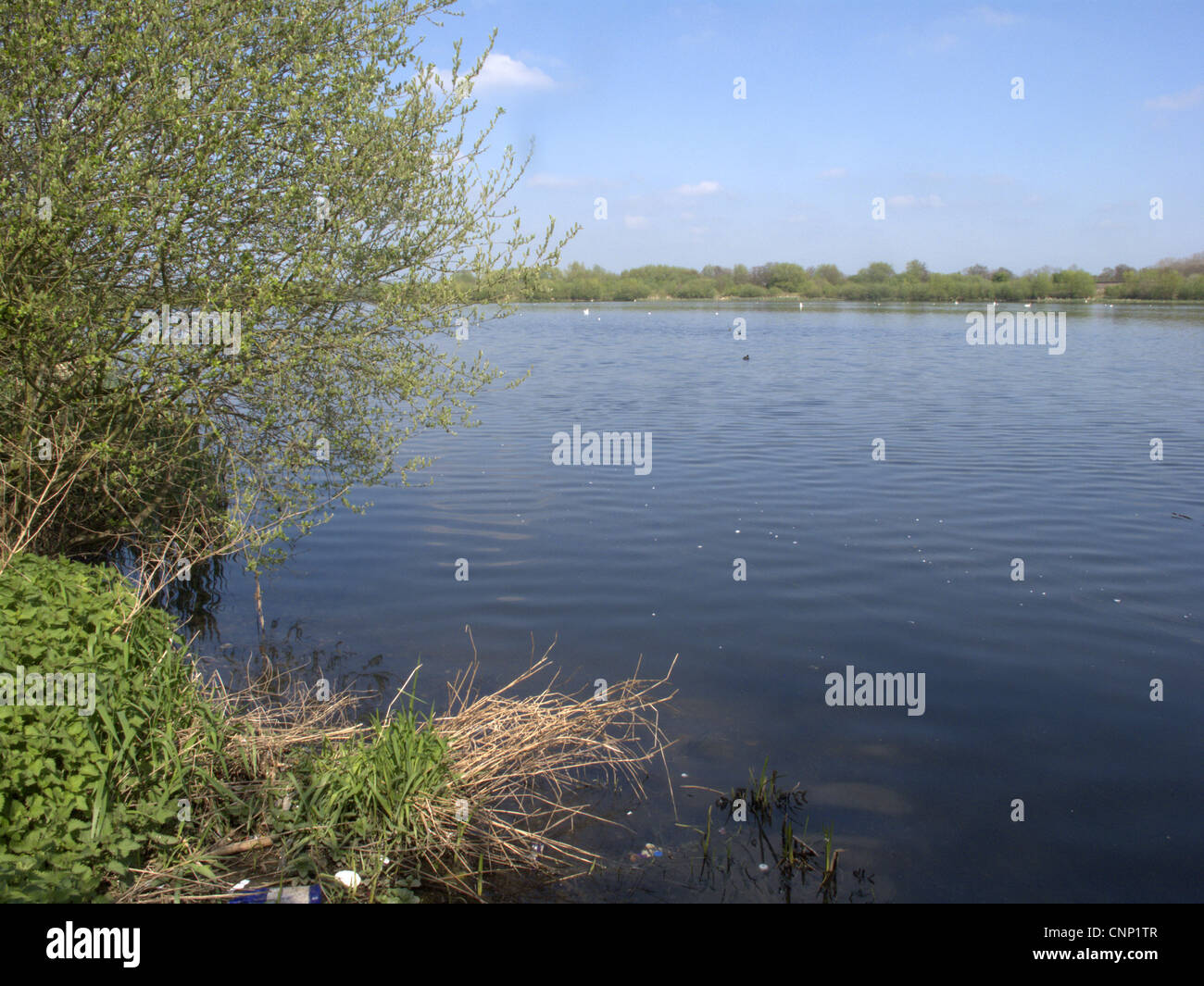 Disused flooded gravel pit habitat, Coton Pools, Tame Valley ...