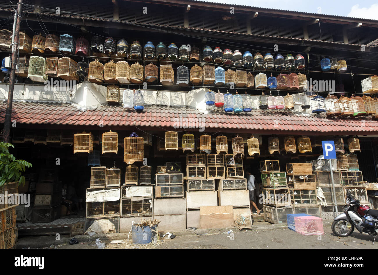 Birds in cages for sale at market, Pramuka Bird Market, Jakarta, Java