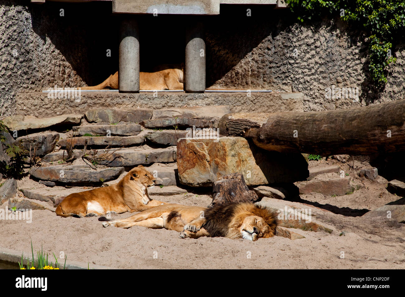 Lions at Natura Artis Magistra, Artis Royal Zoo, zoological gardens in Amsterdam, Holland, The Netherlands, Europe Stock Photo