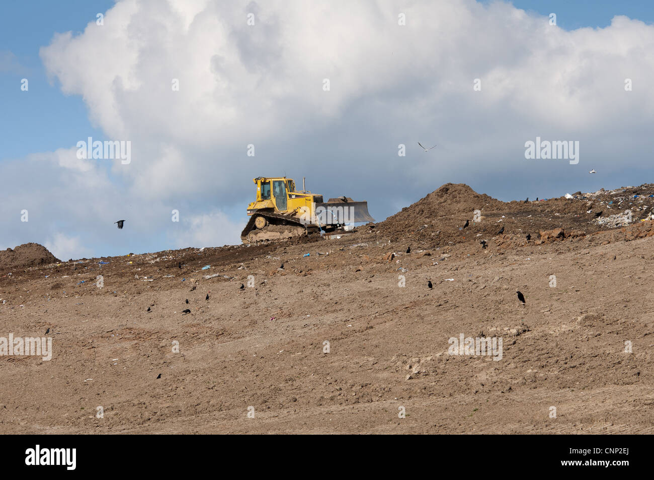 Caterpillar D6N compaction machine working on council rubbish tip scavenging crows near Ellesmere Cheshire England march Stock Photo