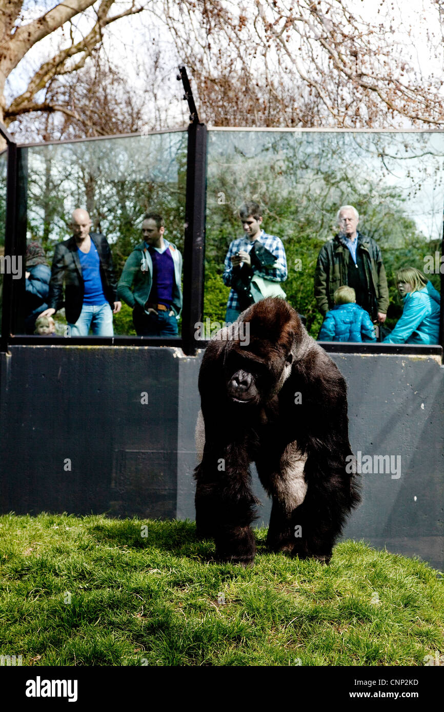 Lowland gorilla silverback male, Natura Artis Magistra, Artis Royal Zoo, zoological gardens in Amsterdam, Holland, The Netherlan Stock Photo