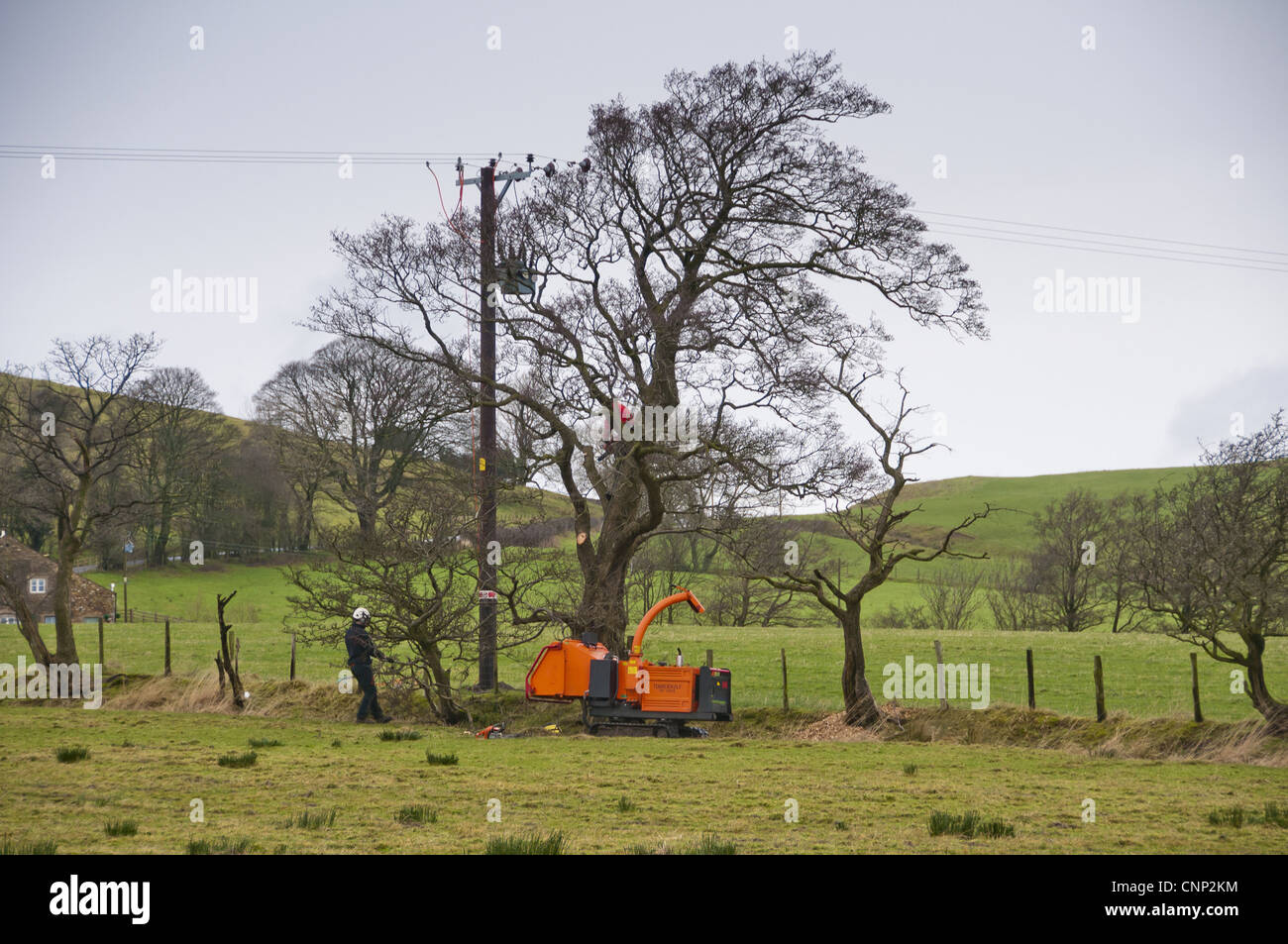 Electricity North West workers removing branches trees to clear electricity powerlines Whitewell Lancashire England december Stock Photo