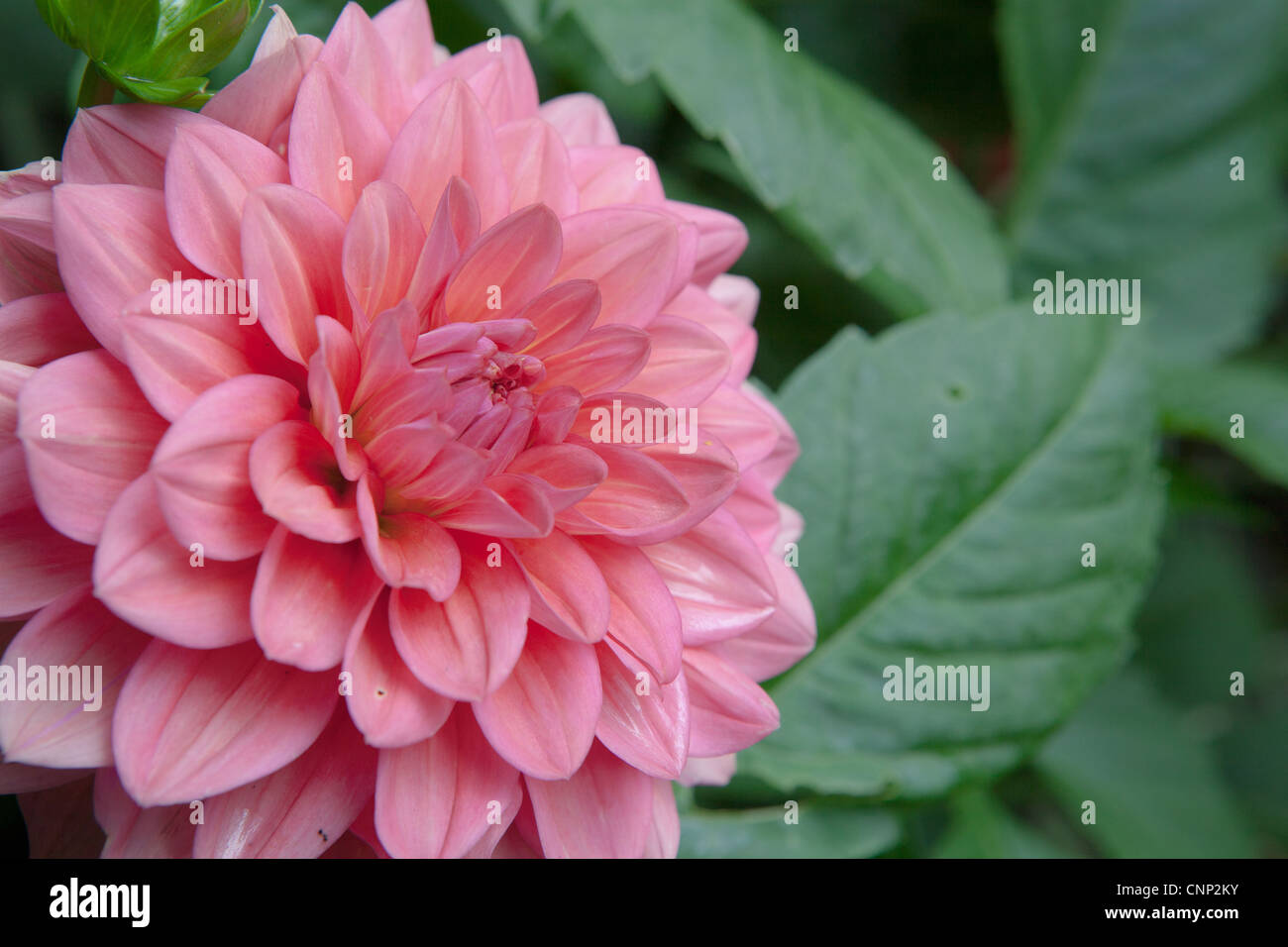 Dahlia Princesse Gracia Stock Photo Alamy