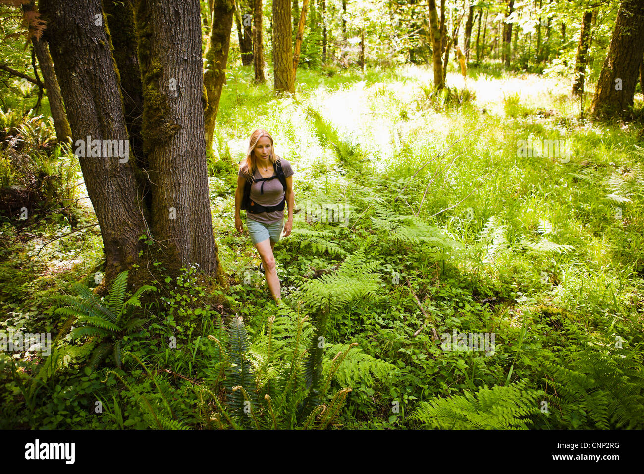 A woman hiking in a forest. Stock Photo