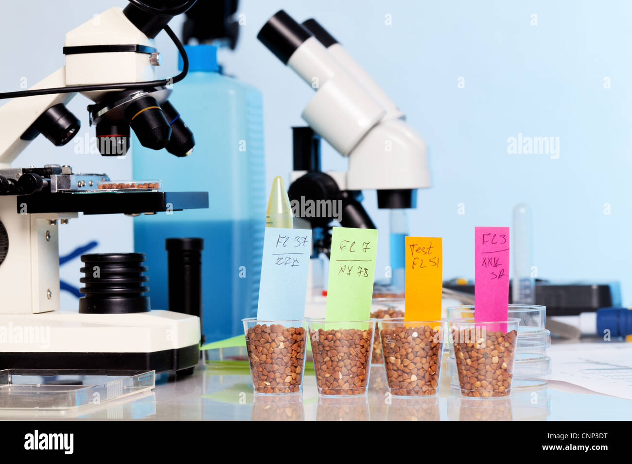 Testing of GMO wheat varieties, check on food safety Stock Photo