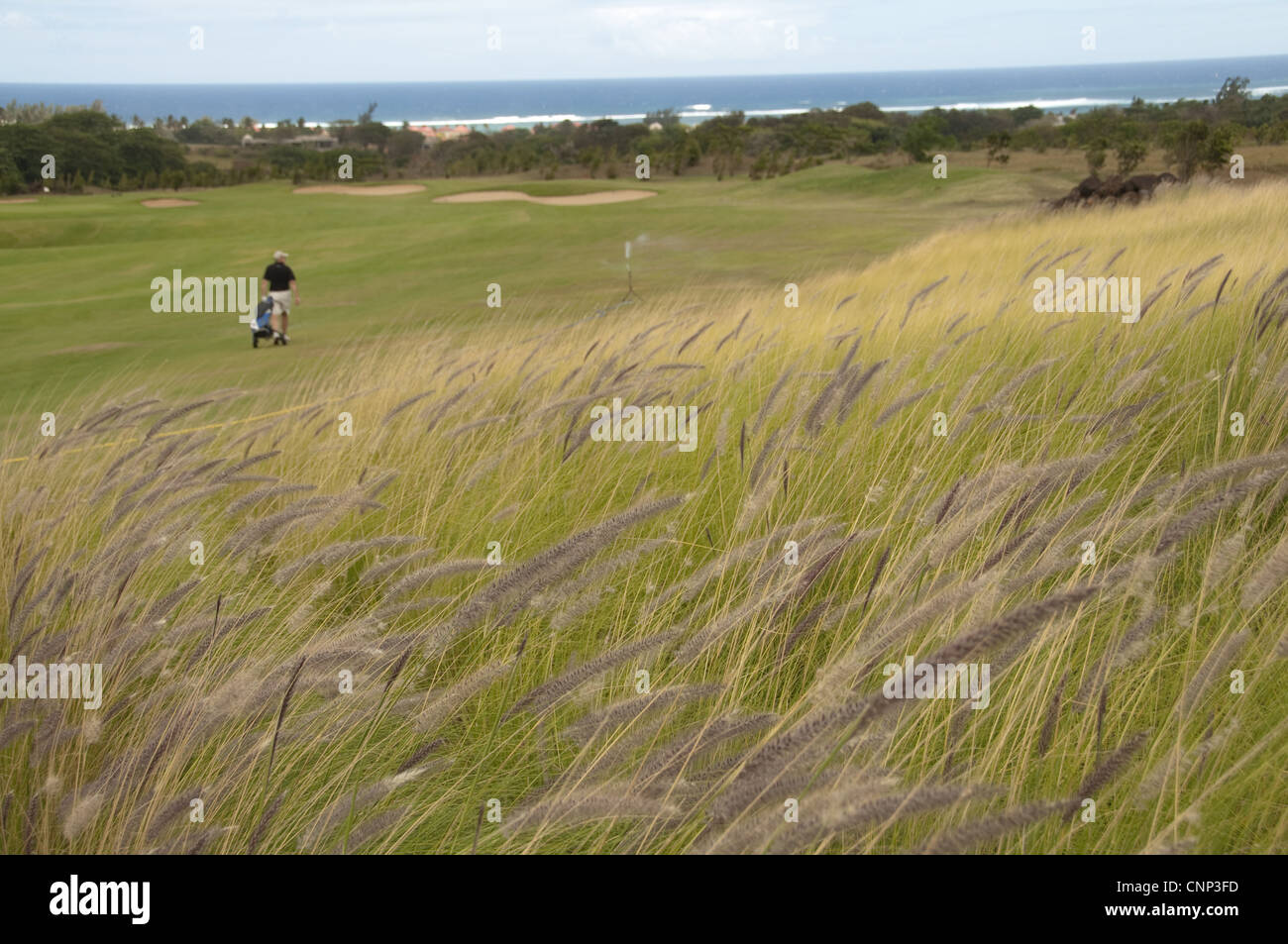 Grass growing rough golf course golfer pulling golf cart background Le Telfair Hotel Golf Course Bel Ombre Southwest Mauritius Stock Photo