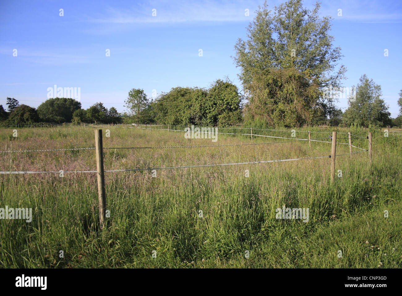 Electric fence horse paddock hires stock photography and images Alamy