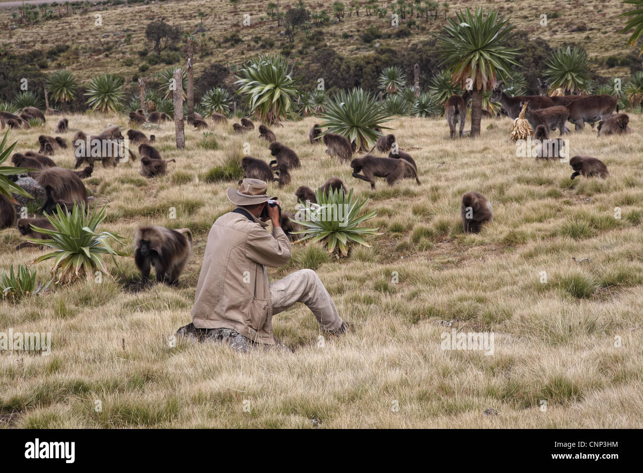 Wildlife photographer taking photos Gelada Theropithecus gelada troop Walia Ibex Capra walie herd Simien Mountains Ethiopia Stock Photo