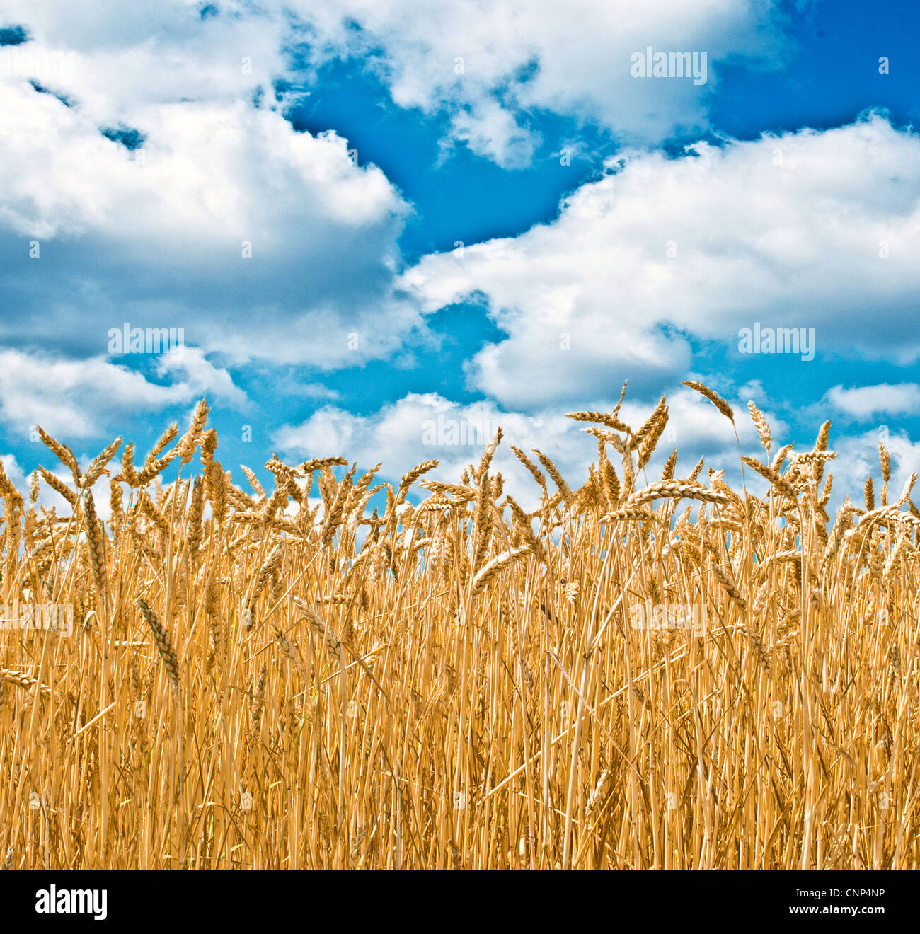 Wheat field and blue sky with clouds Stock Photo - Alamy