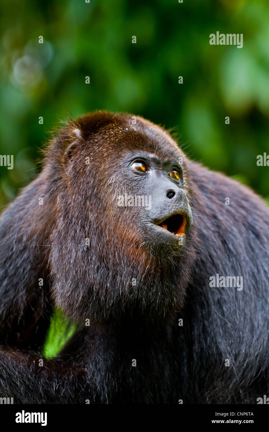 A large wild black howler monkey mid howl. Belize. Stock Photo