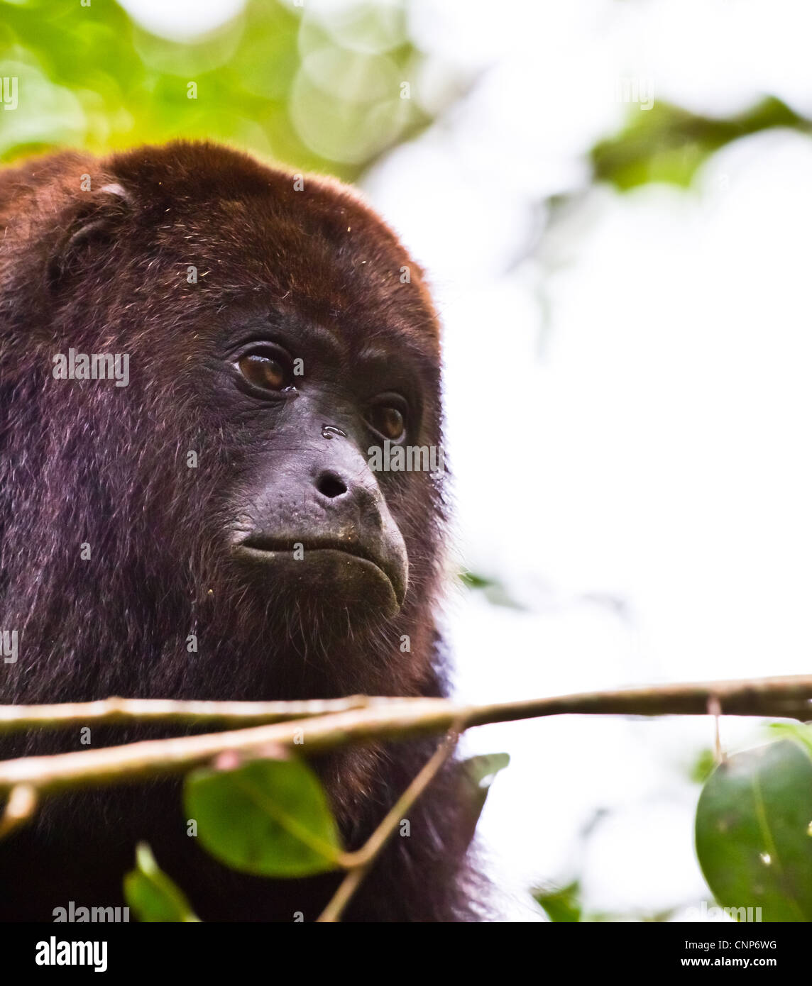 A large wild black howler monkey at rest in Belize. Stock Photo