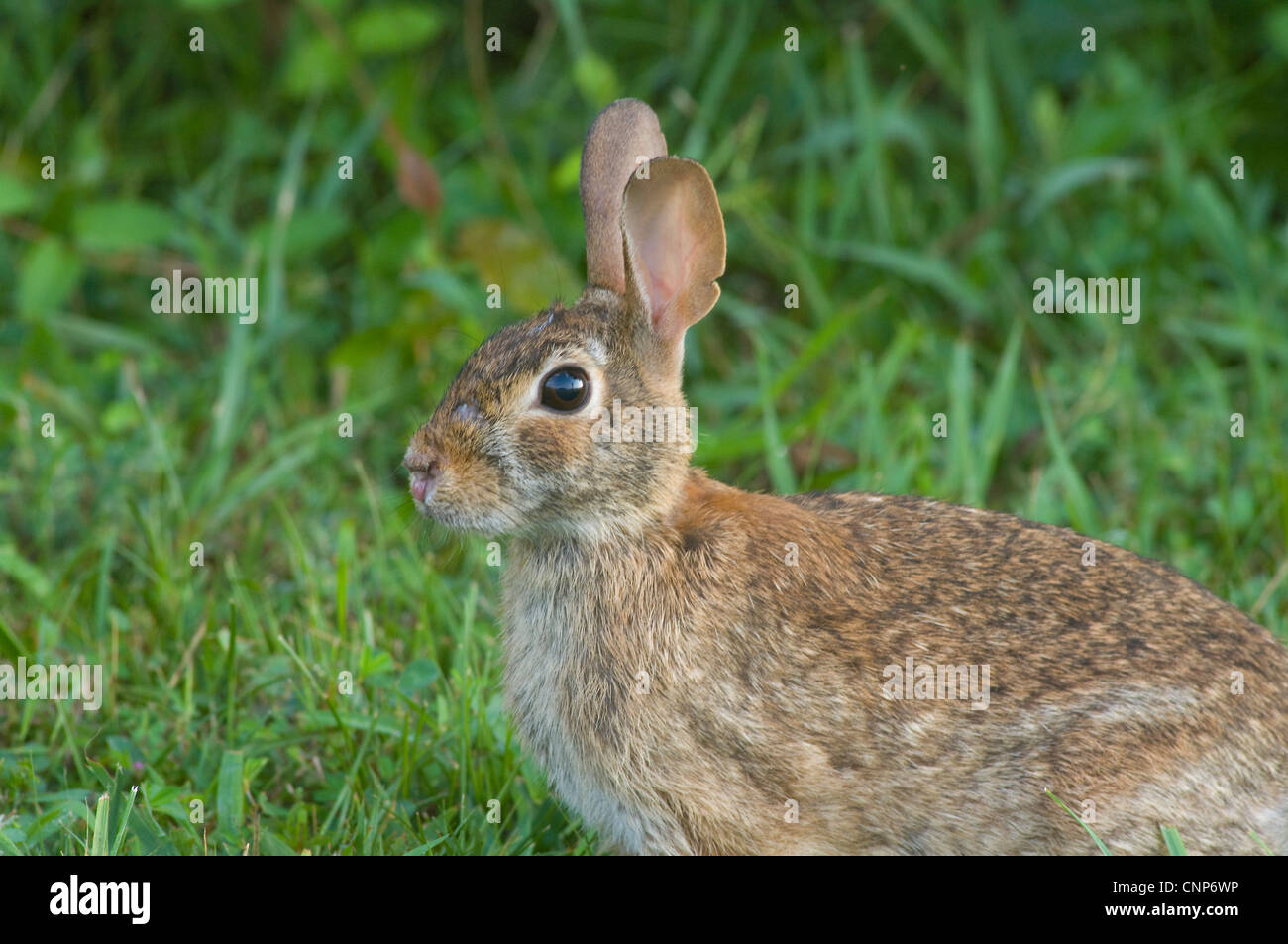 Eastern Cottontail Rabbit, Sylvilagus floridanus Stock Photo Alamy