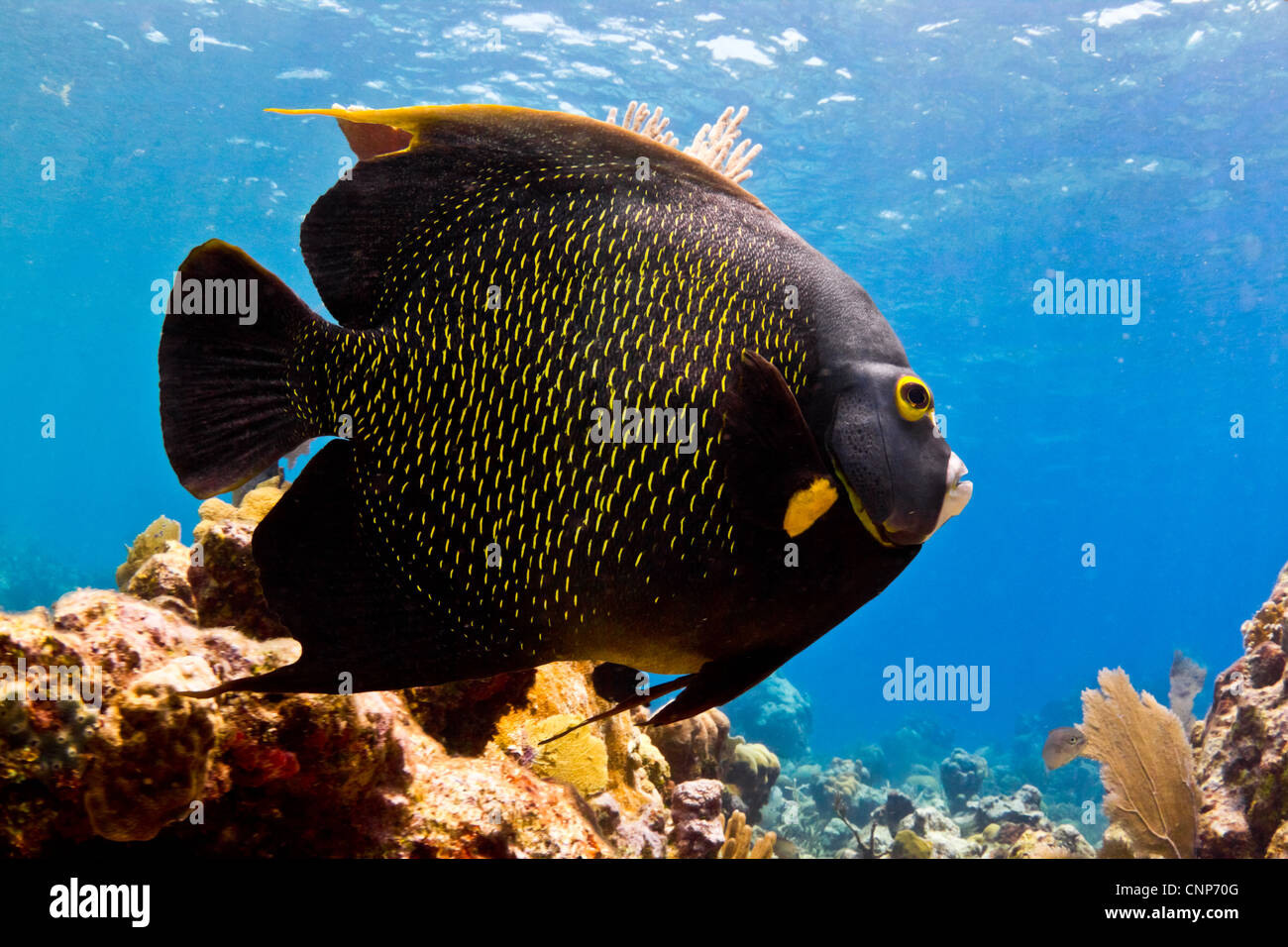 A huge Caribbean Angel fish cruises the shallows. Stock Photo