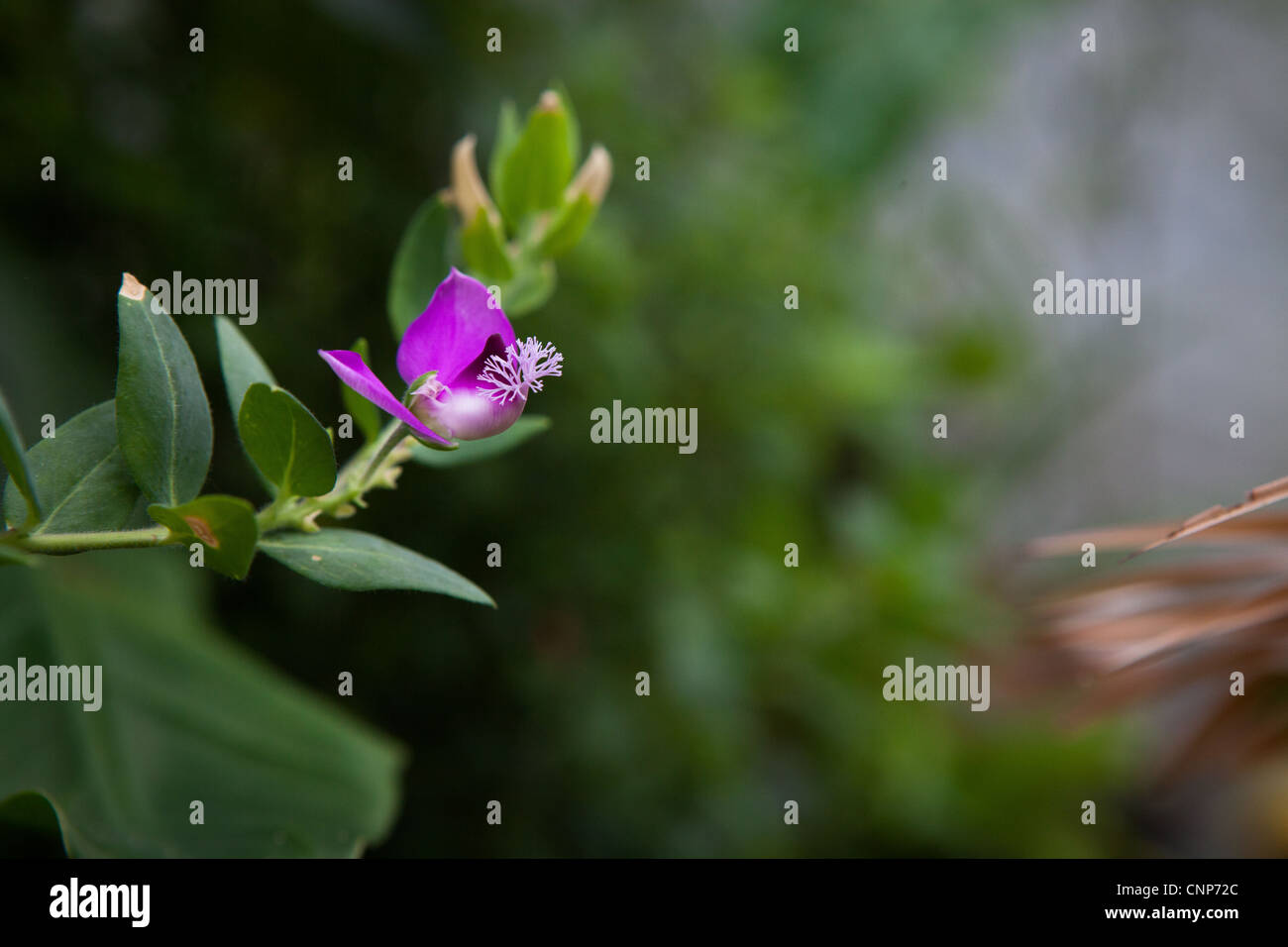 Polygala dalmaisiana flower plant closeup Stock Photo