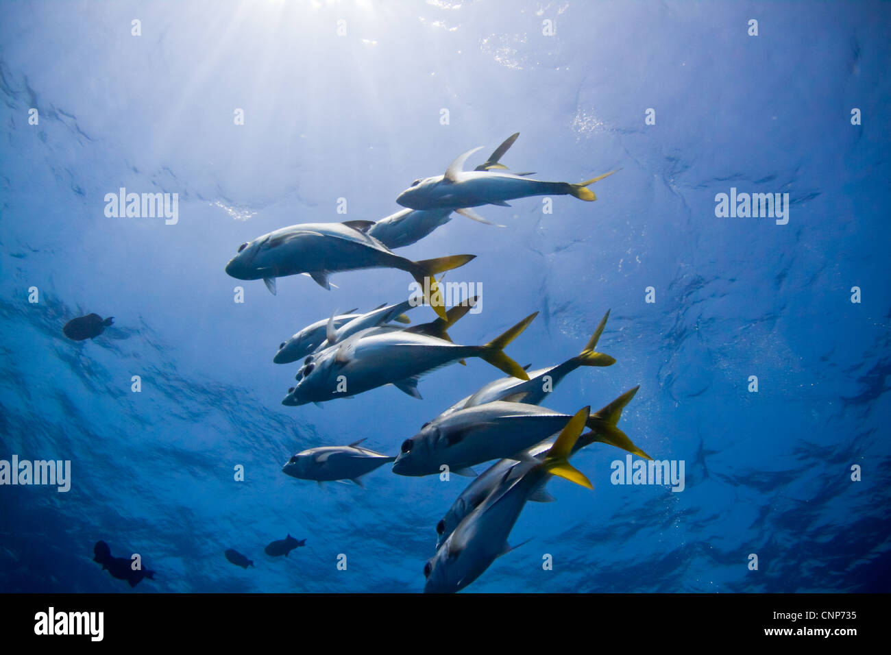 A small school of trevally hover above a coral bommie in Belize. Stock Photo