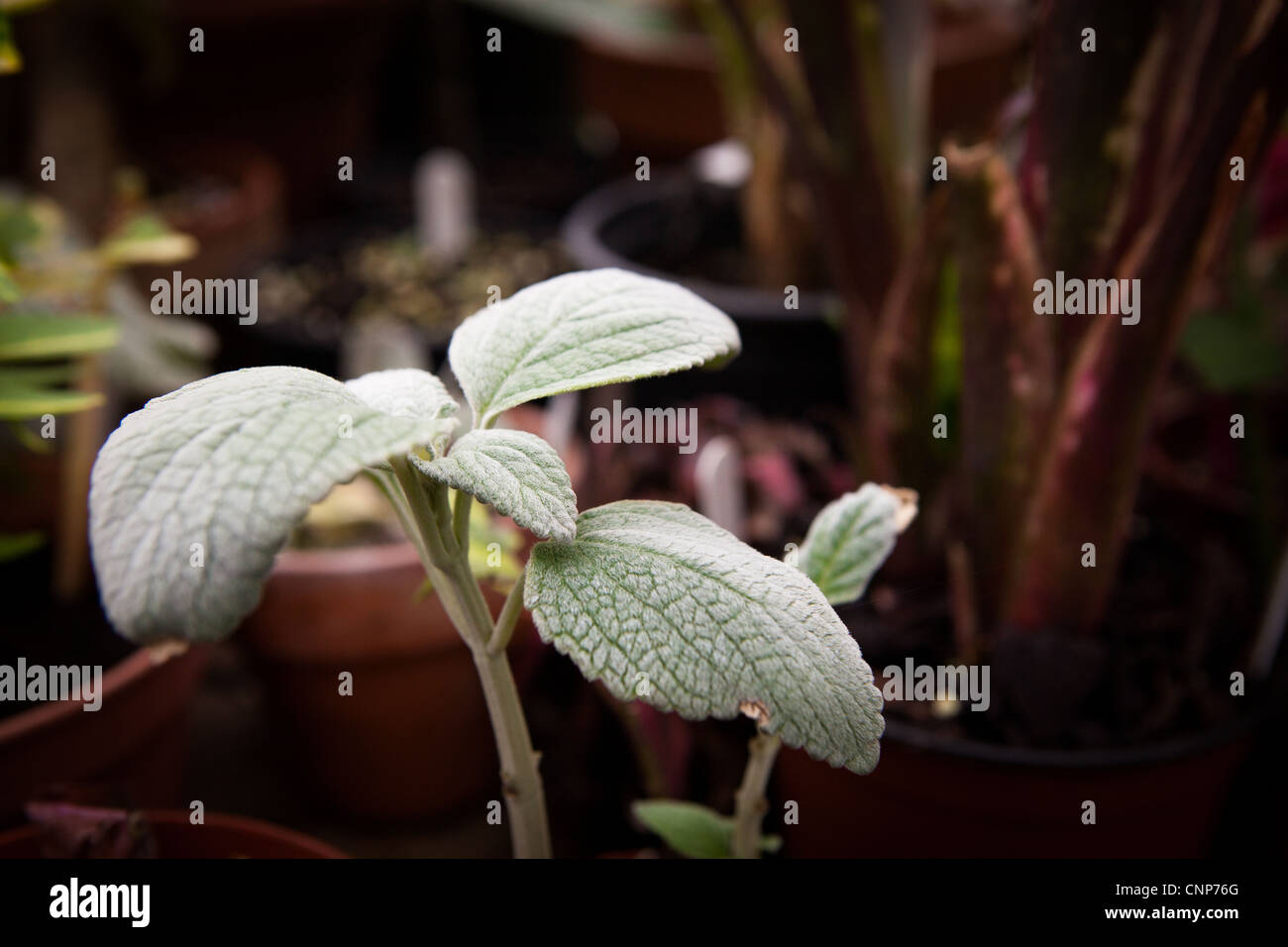 Plectranthus Plant detail - Botanical Photographs Stock Photo
