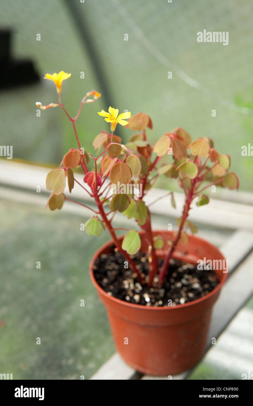 Oxalis plant close up Plant detail Botanical Photographs Stock