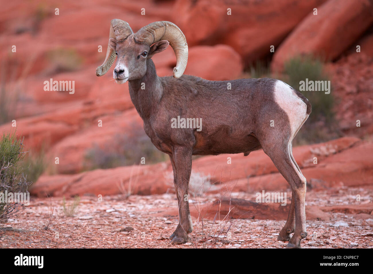 Big Horn Sheep Ram in Valley of Fire state park Nevada Stock Photo